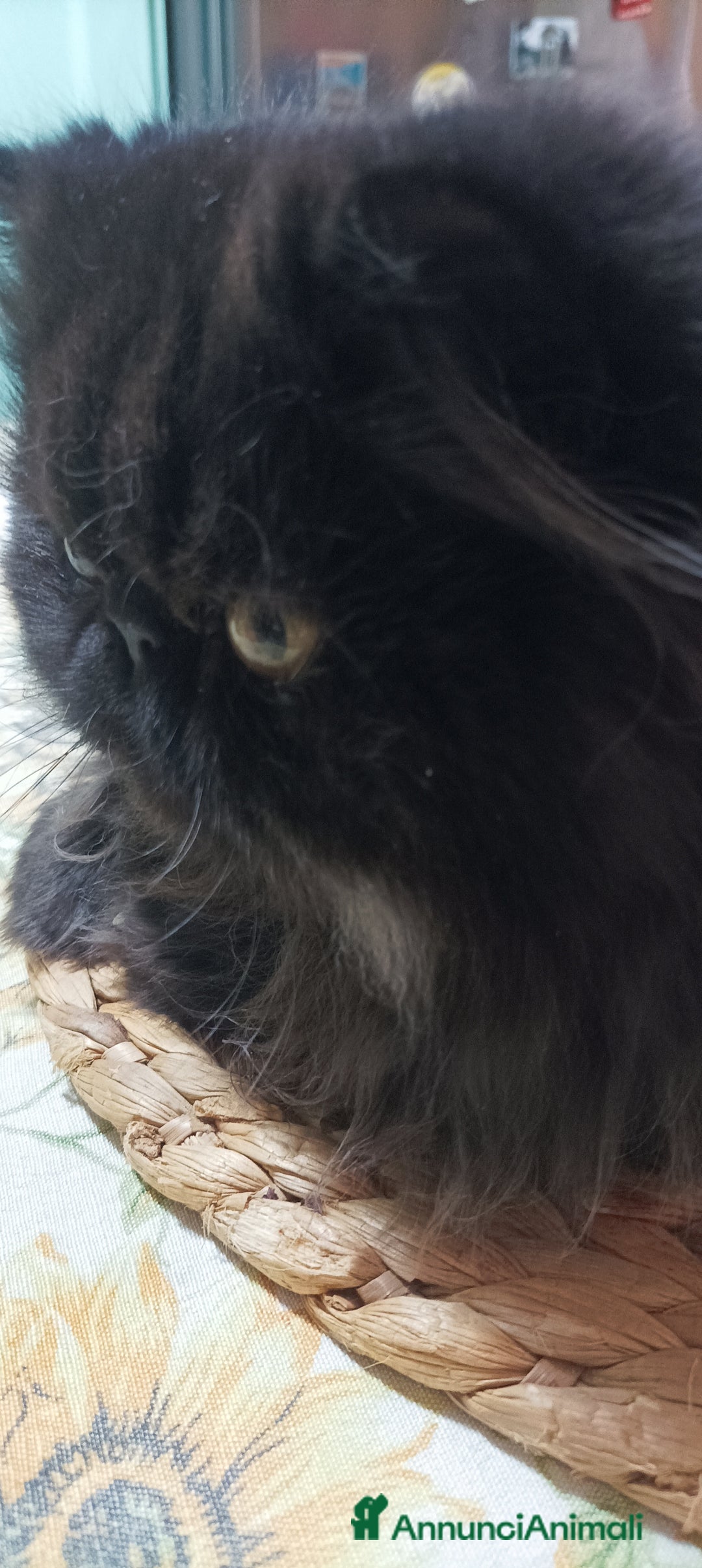 Persiano gatti in vendita: Persiano Nero  - Annuncio 1