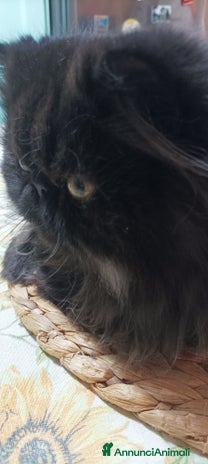 Persiano gatti - Annuncio 1