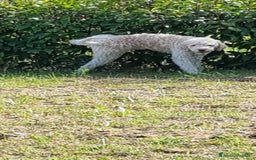 Lagotto cani per accoppiamento: Led Lagotto romagnolo cerca compagna a Provincia di Ascoli Piceno - Immagine 9