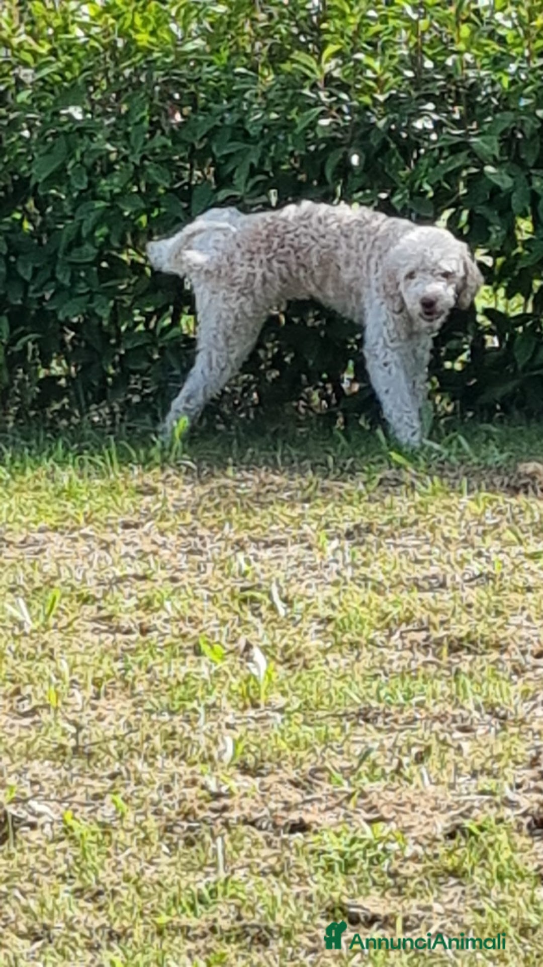 Lagotto cani per accoppiamento: Led Lagotto romagnolo cerca compagna a Provincia di Ascoli Piceno - Immagine 9
