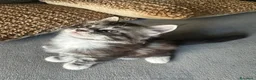 Maine Coon gatti in vendita: Vendita cuccioli Maine Coon con pedigree ANFI a Città metropolitana di Milano - Annuncio 9