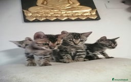 Bengala gatti in vendita: Dolcissimi bengalini a Città Metropolitana di Torino - Immagine 1