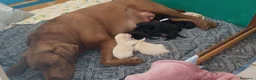 Labrador cani in vendita: Splendidi  - Annuncio 2