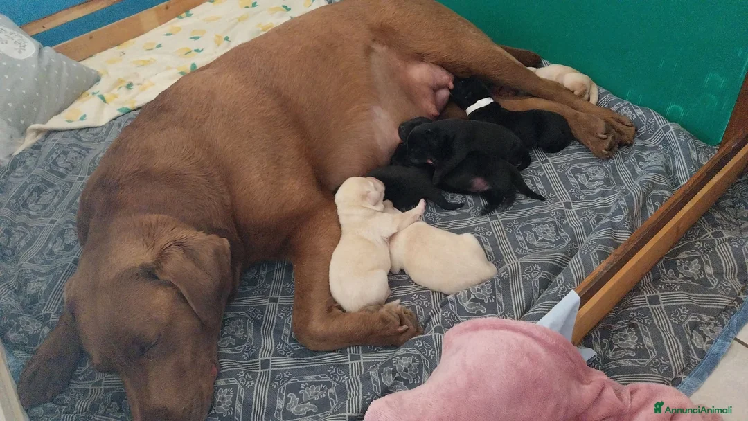 Labrador cani in vendita: Splendidi  - Annuncio 2