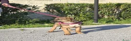Meticcio cani in regalo: Fucsia Cerca Famiglia. Info Monica 3890238584 a Città Metropolitana di Firenze - Annuncio 7