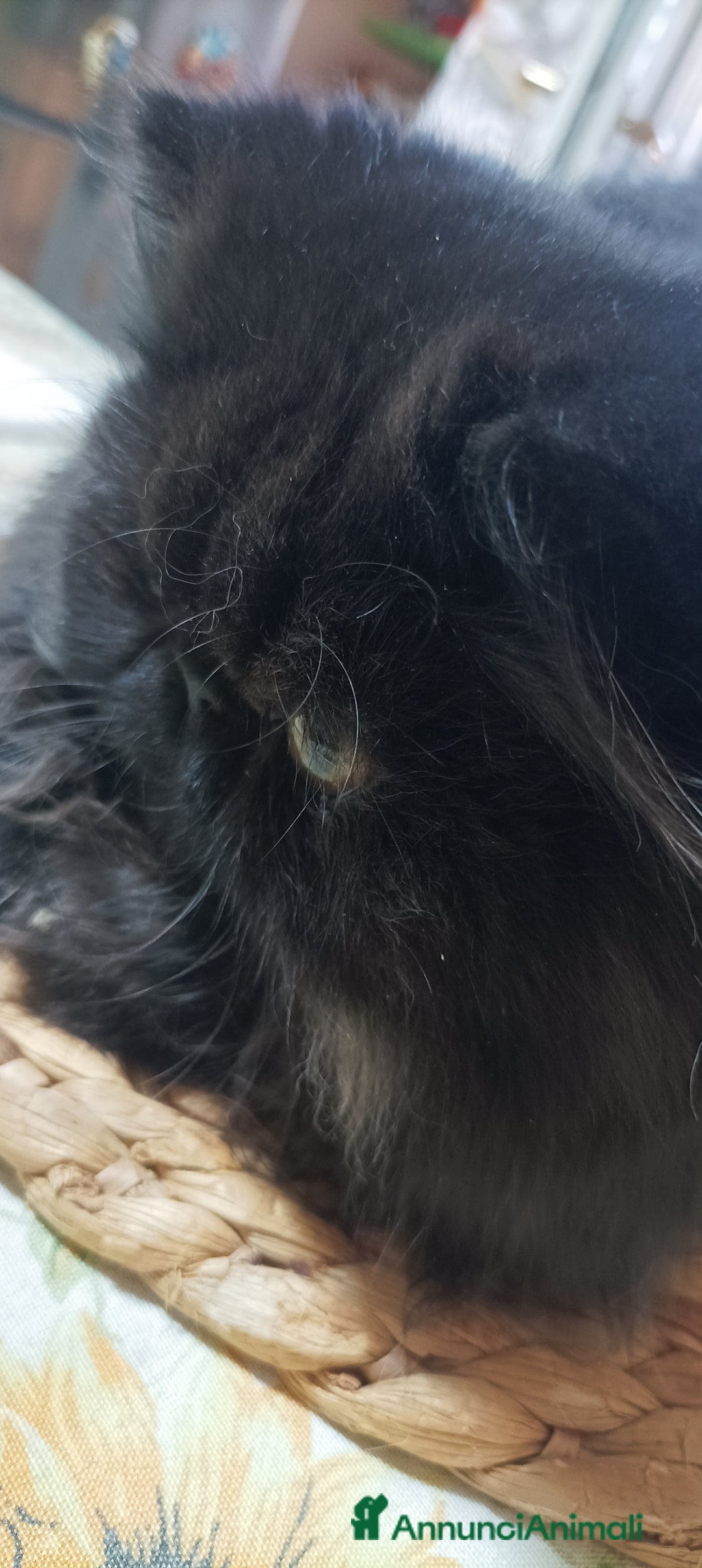 Persiano gatti in vendita: Persiano Nero  - Annuncio 2