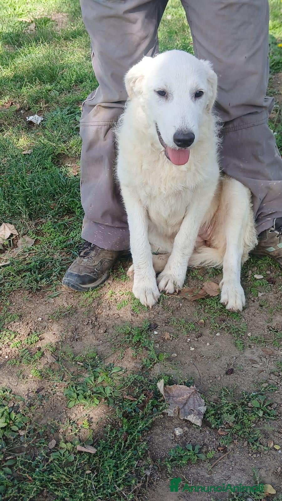 Meticcio cani in regalo: LA CUCCIOLA ARIEL HA BISOGNO DI TE, IN ADOZIONE - Annuncio 24
