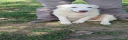 Meticcio cani in regalo: LA CUCCIOLA ARIEL HA BISOGNO DI TE, IN ADOZIONE - Annuncio 1