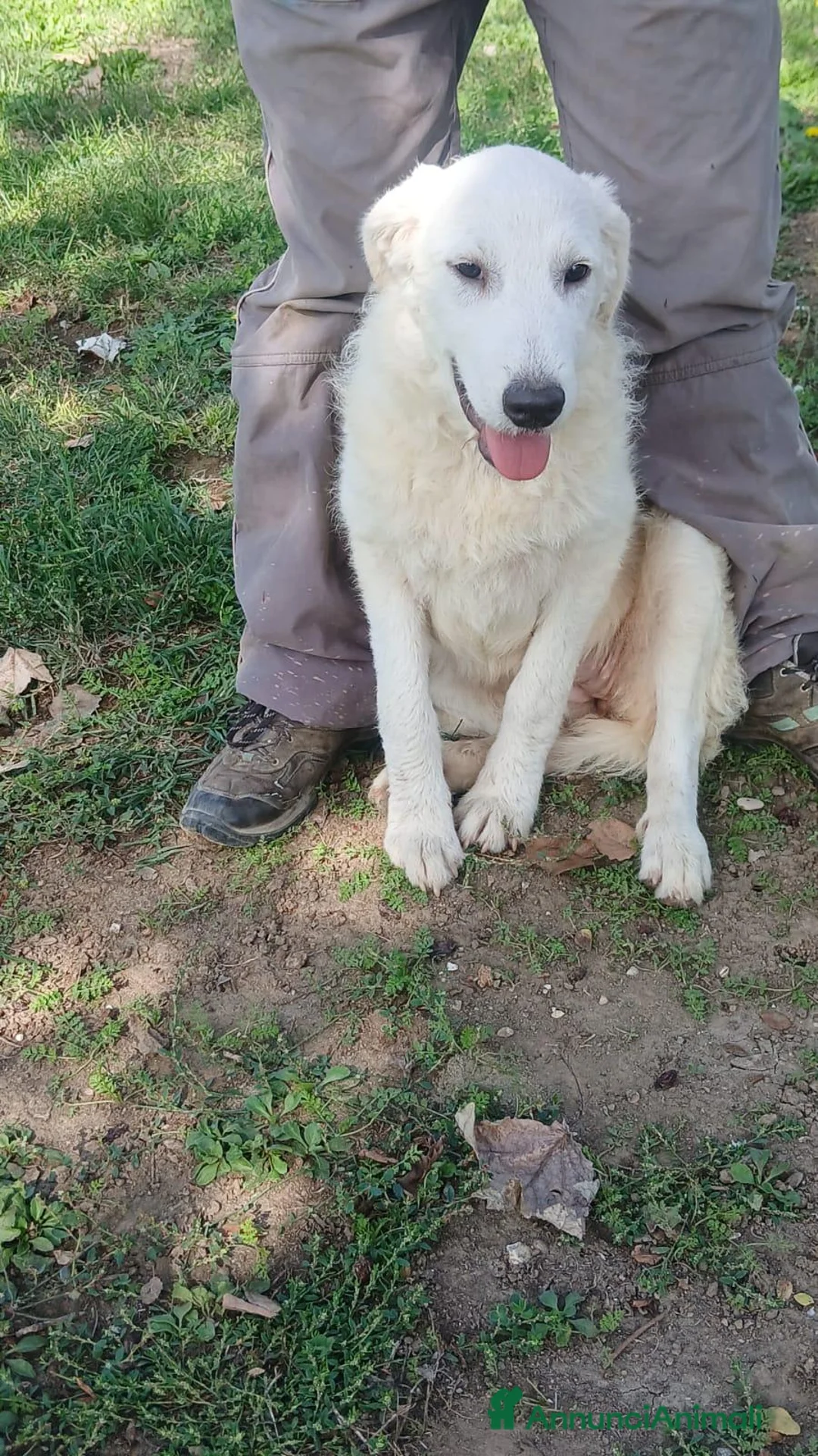Meticcio cani in regalo: LA CUCCIOLA ARIEL HA BISOGNO DI TE, IN ADOZIONE - Annuncio 1