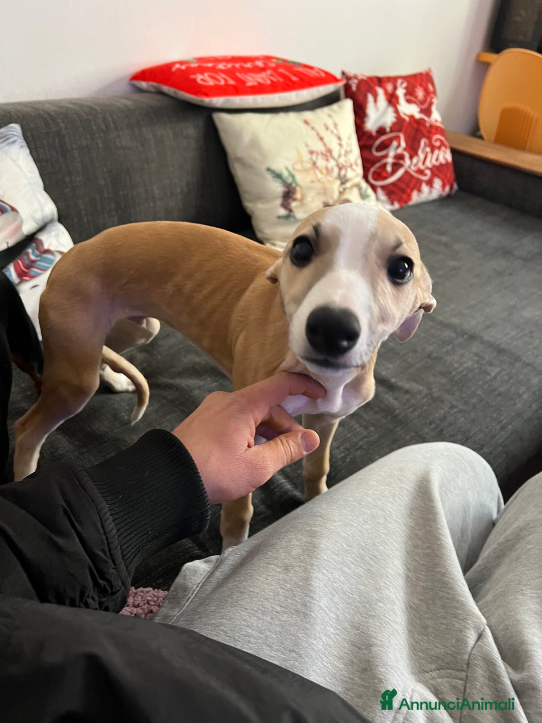 Whippet cani in vendita: Cuccioli whippet ultimi disponibili - Annuncio 3