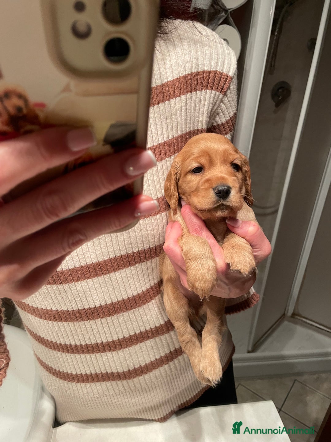 Cocker cani in vendita: Dolcissimi cuccioli di Cocker Spaniel Inglese - Annuncio 11