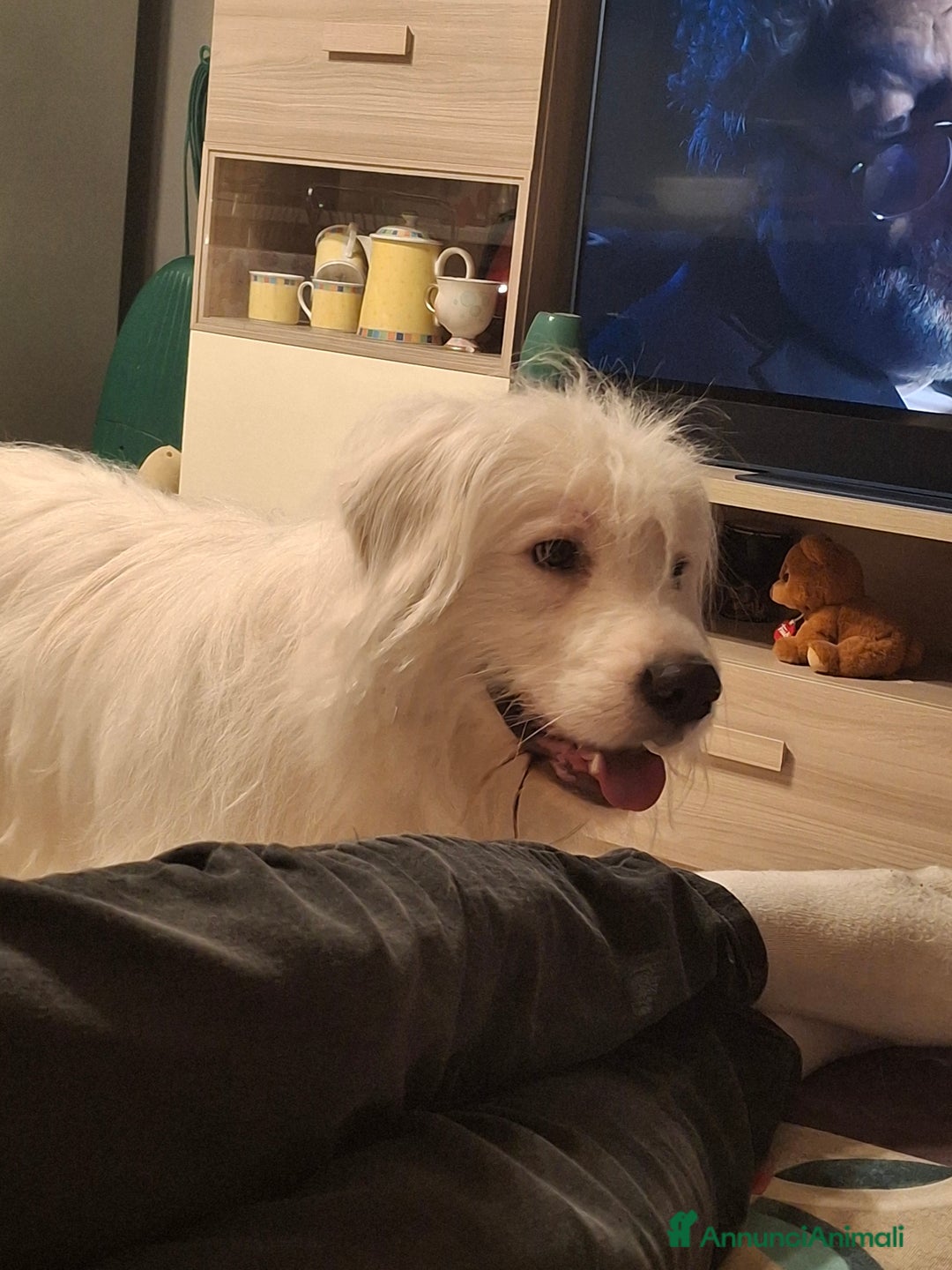 Altre razze cani in regalo: Noah cerca casa - Annuncio 1