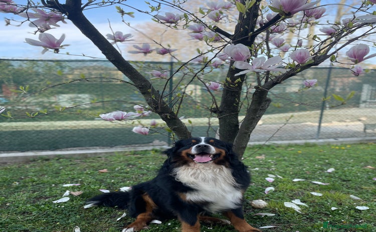 Bovaro del Bernese cani a Provincia di Parma - Annuncio 1