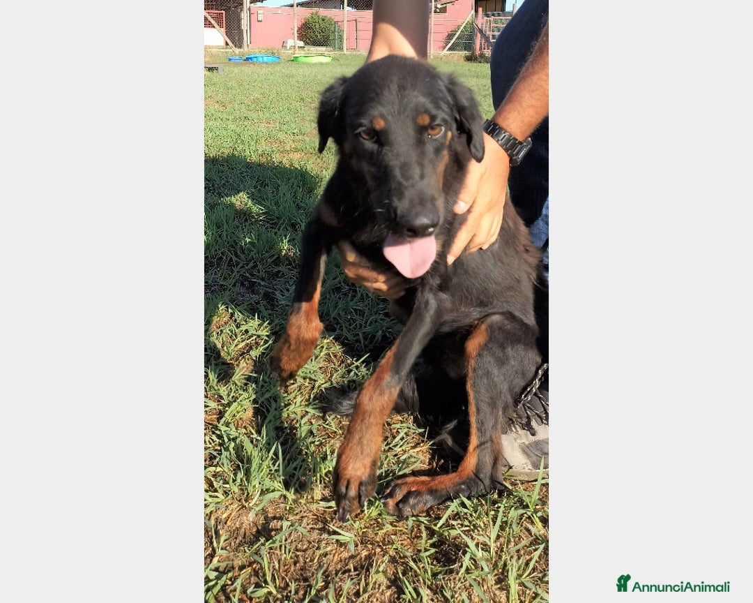 Meticcio cani in regalo: LUCKY Cane simil segugetto Maschio a Latina - Annuncio 1