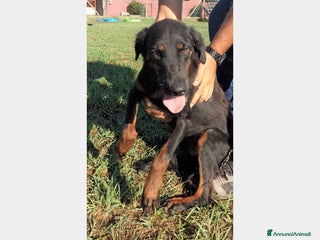 Meticcio cani LUCKY Cane simil segugetto Maschio a Latina - Annuncio 6