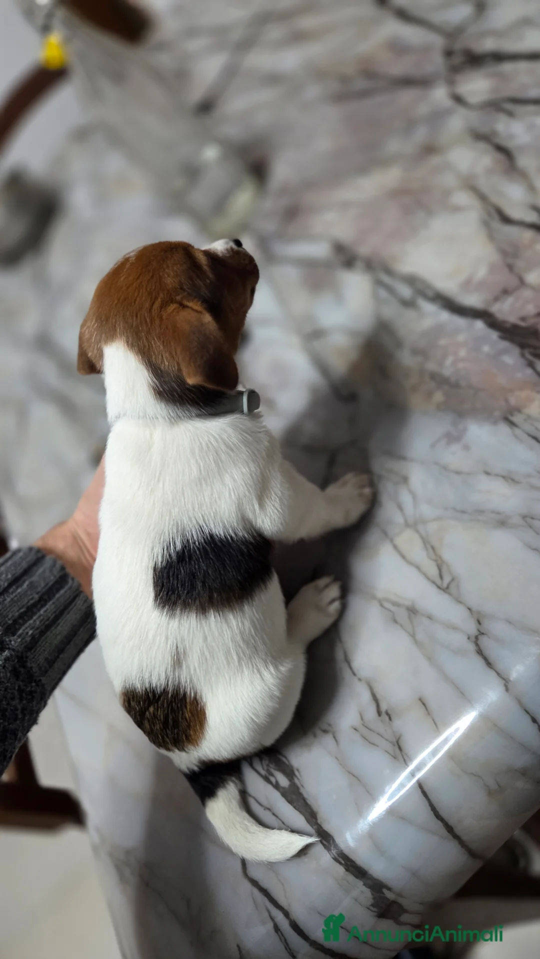 Jack Russell cani in vendita: Stupendi cuccioki di Jack Russel - Annuncio 15