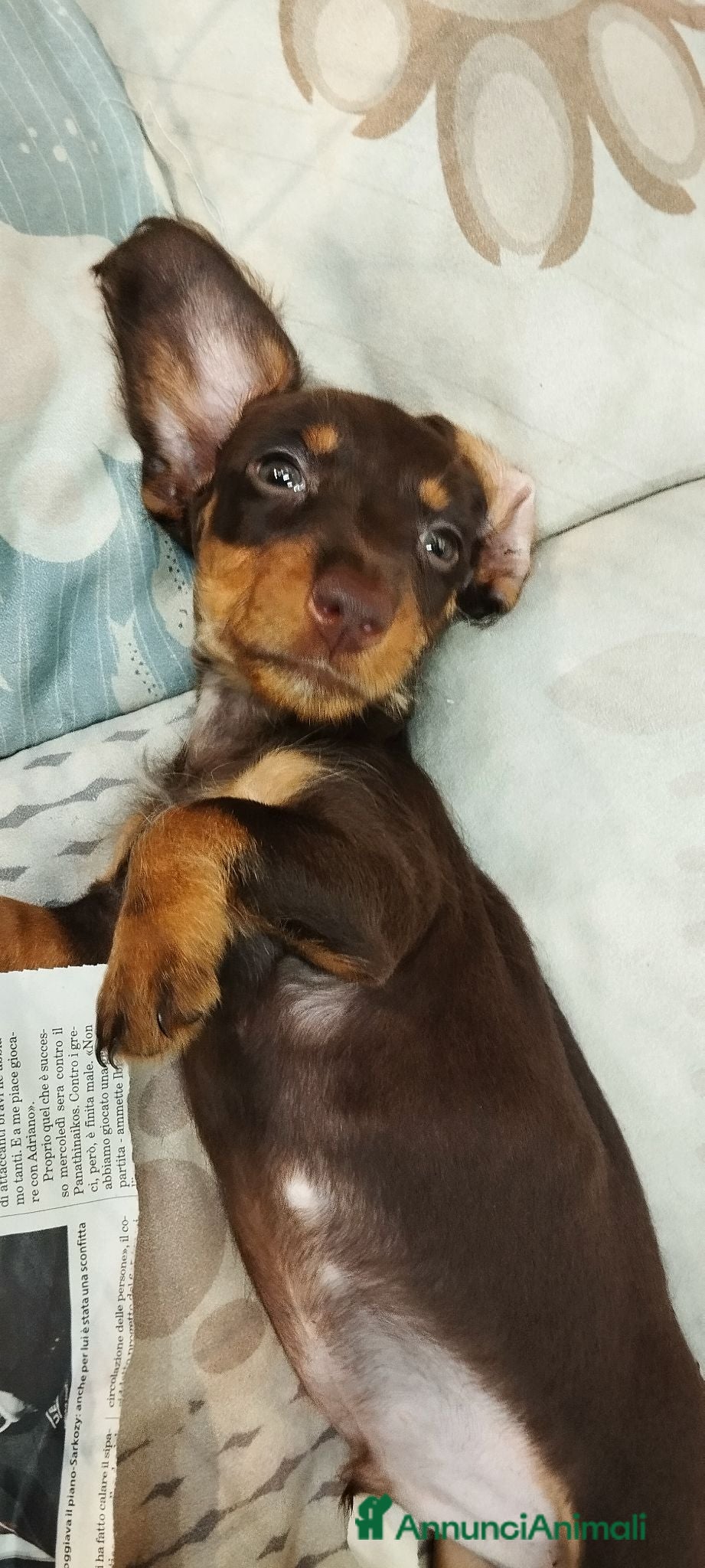 Bassotto cani Bassotto  - Annuncio 36