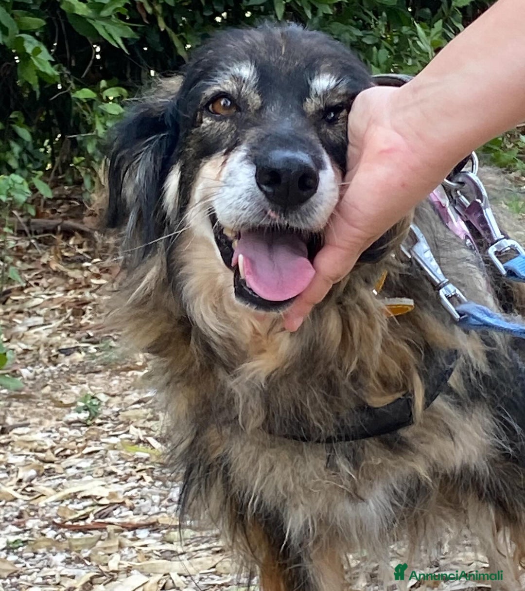 Meticcio cani in regalo: Sally dolce cagnolina taglia media adozione Latina - Annuncio 9