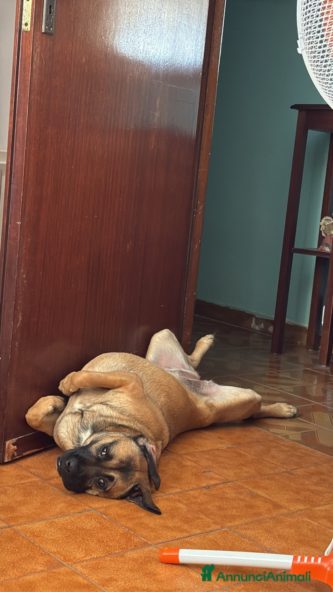 Meticcio cani Wendy - Annuncio 24