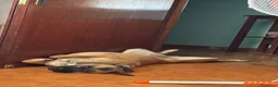 Meticcio cani in regalo: Wendy a Città metropolitana di Roma Capitale - Annuncio 1