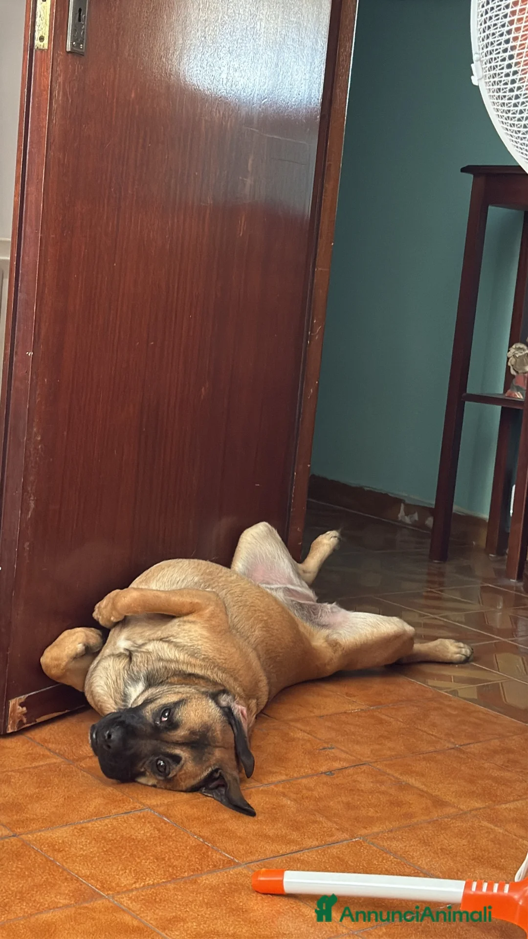Meticcio cani in regalo: Wendy a Città metropolitana di Roma Capitale - Annuncio 1