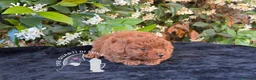 Barboncino Toy cani in vendita: Barboncino Toy – Cuccioli Selezionati - Annuncio 3