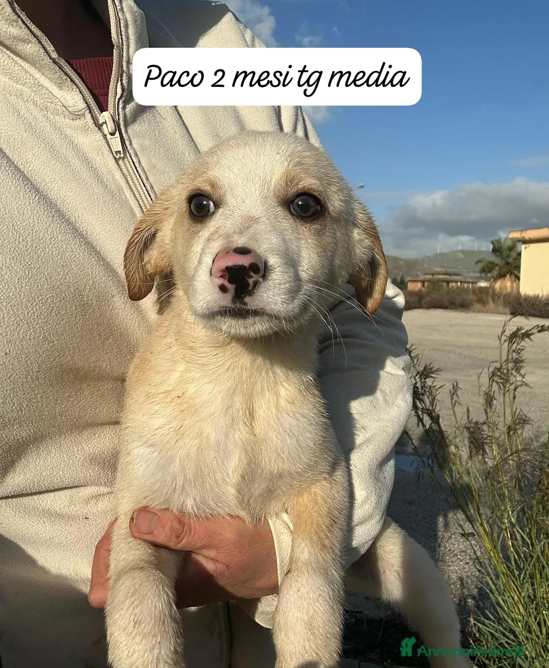 Meticcio cani in regalo: Cuccioli, non hanno chiesto di nascere  - Annuncio 5