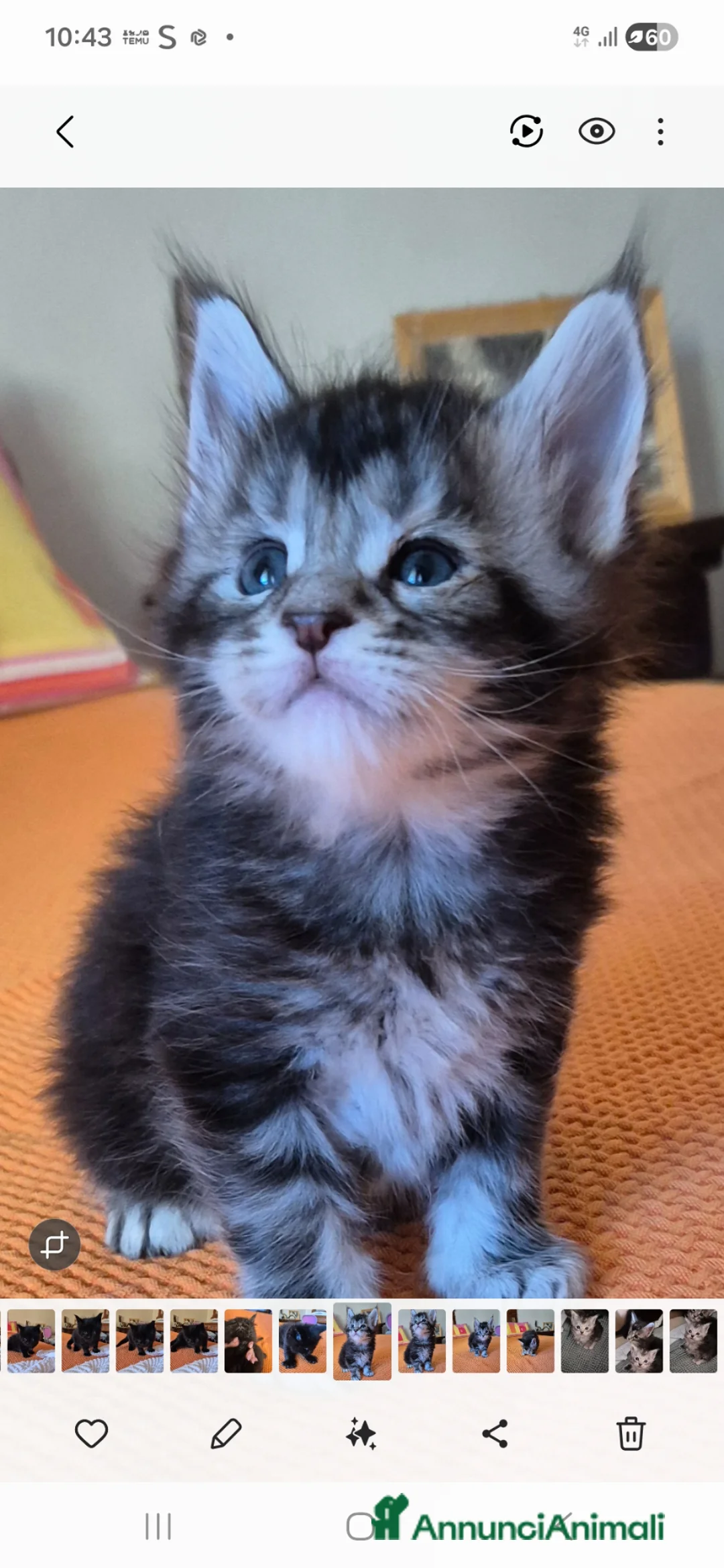 Maine Coon gatti in vendita: Cuccioli  maine coon - Annuncio 3