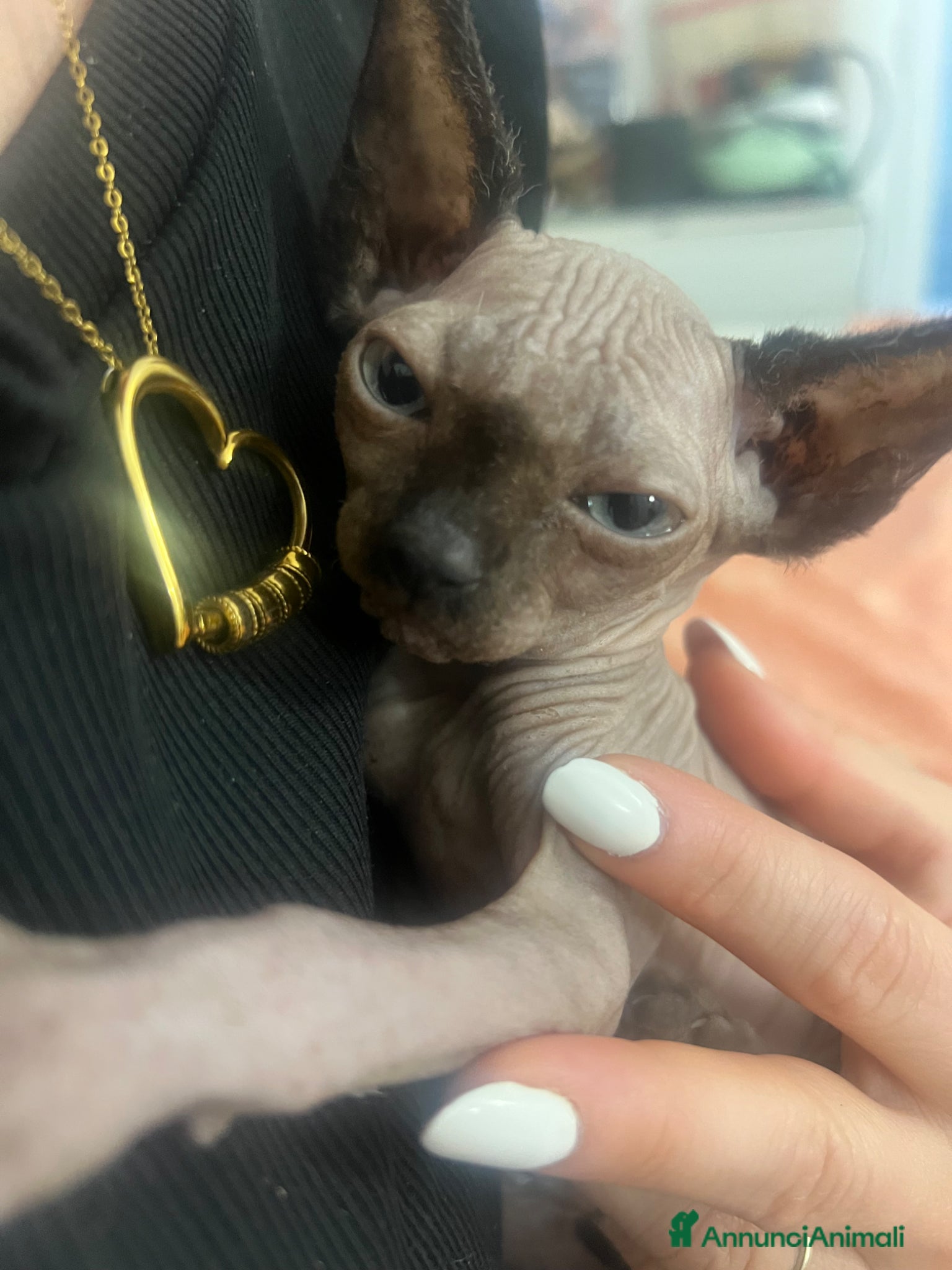Sphynx gatti in vendita: Gattina sphynx a Città Metropolitana di Genova - Annuncio 3