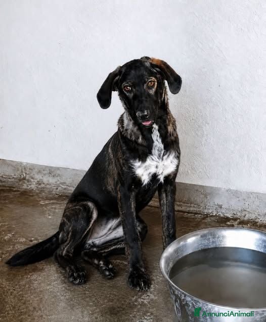 Meticcio cani Moka- - Annuncio 12