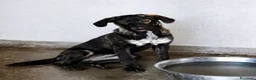 Meticcio cani in regalo: Moka- - Annuncio 1