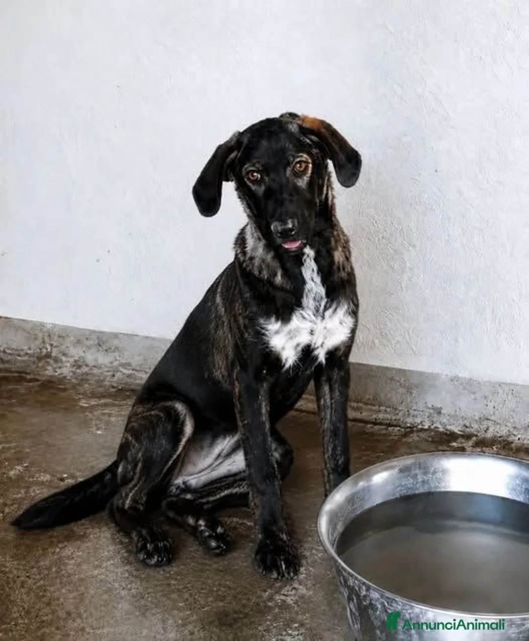 Meticcio cani in regalo: Moka- - Annuncio 1