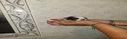 Chihuahua cani in vendita: Cuccioli di chihuahua  - Annuncio 10