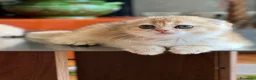 Scottish gatti in vendita: Cucciola di Scottish Fold colore biscotto chiaro - Annuncio 1