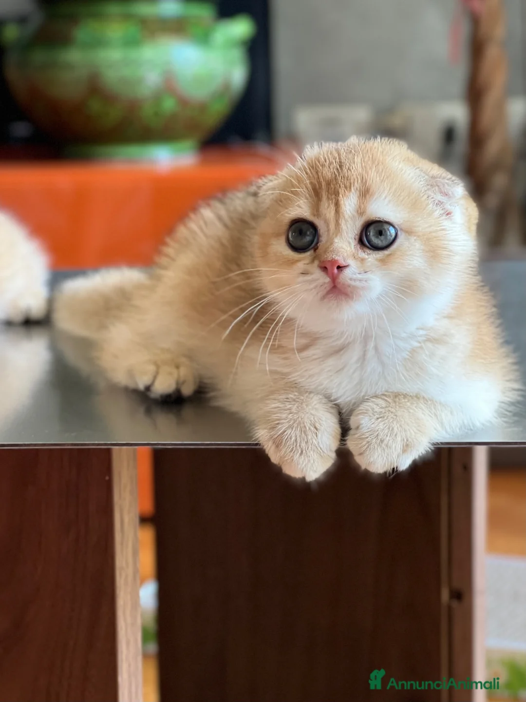 Scottish gatti in vendita: Cucciola di Scottish Fold colore biscotto chiaro - Annuncio 1