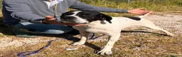 Pointer cani in vendita: Pointer maschio bianco nero - Annuncio 7