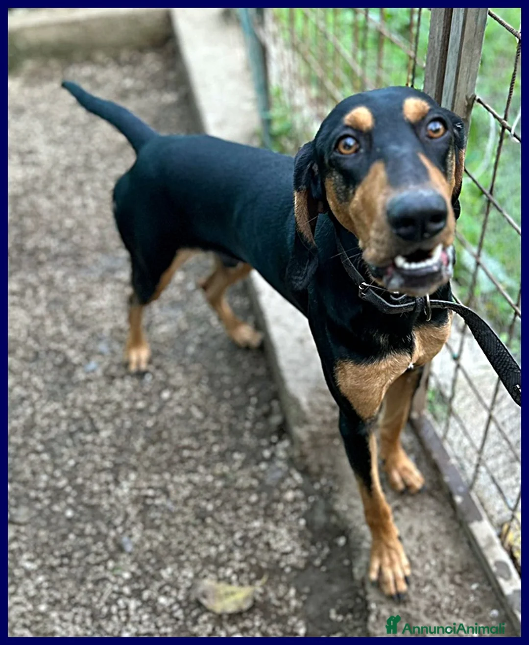 Segugio cani in regalo: ARCI SEGUGIETTO 2 ANNI, TRADITO DALLA SUA FAMIGLIA a Roma - Annuncio 3