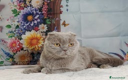 Scottish gatti in vendita: Scottish fold lilac  - Annuncio 2