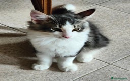 Norvegese gatti in vendita: Norvegese delle foreste cuccioli a Città Metropolitana di Torino - Immagine 3