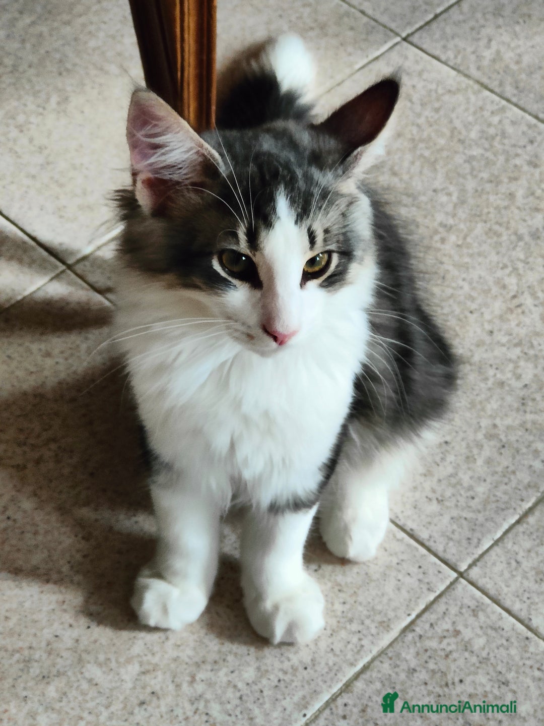 Norvegese gatti in vendita: Norvegese delle foreste cuccioli a Città Metropolitana di Torino - Immagine 3