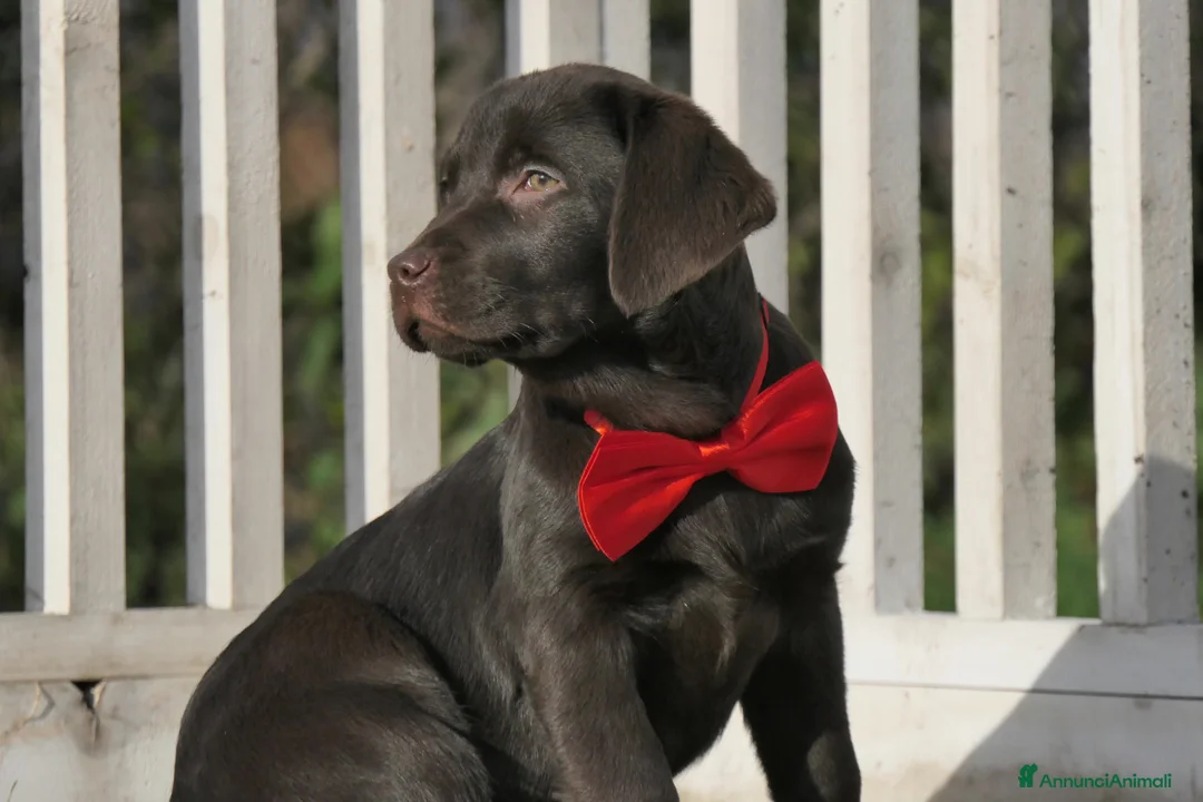Labrador cani in vendita: Cuccioli di Labrador Retriever choco con pedigree - Annuncio 2
