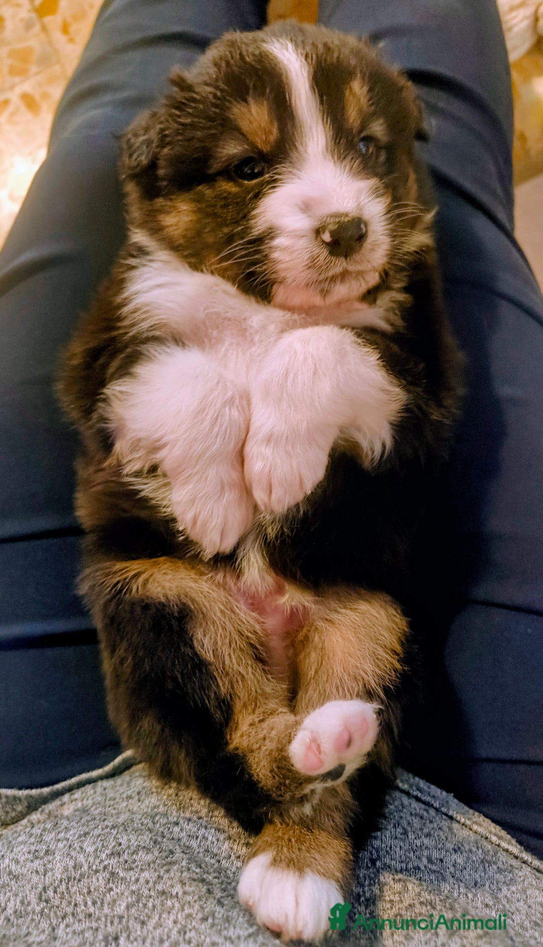 Australian Shepherd cani in vendita: Cucciolo di Pastore australiano  - Annuncio 2