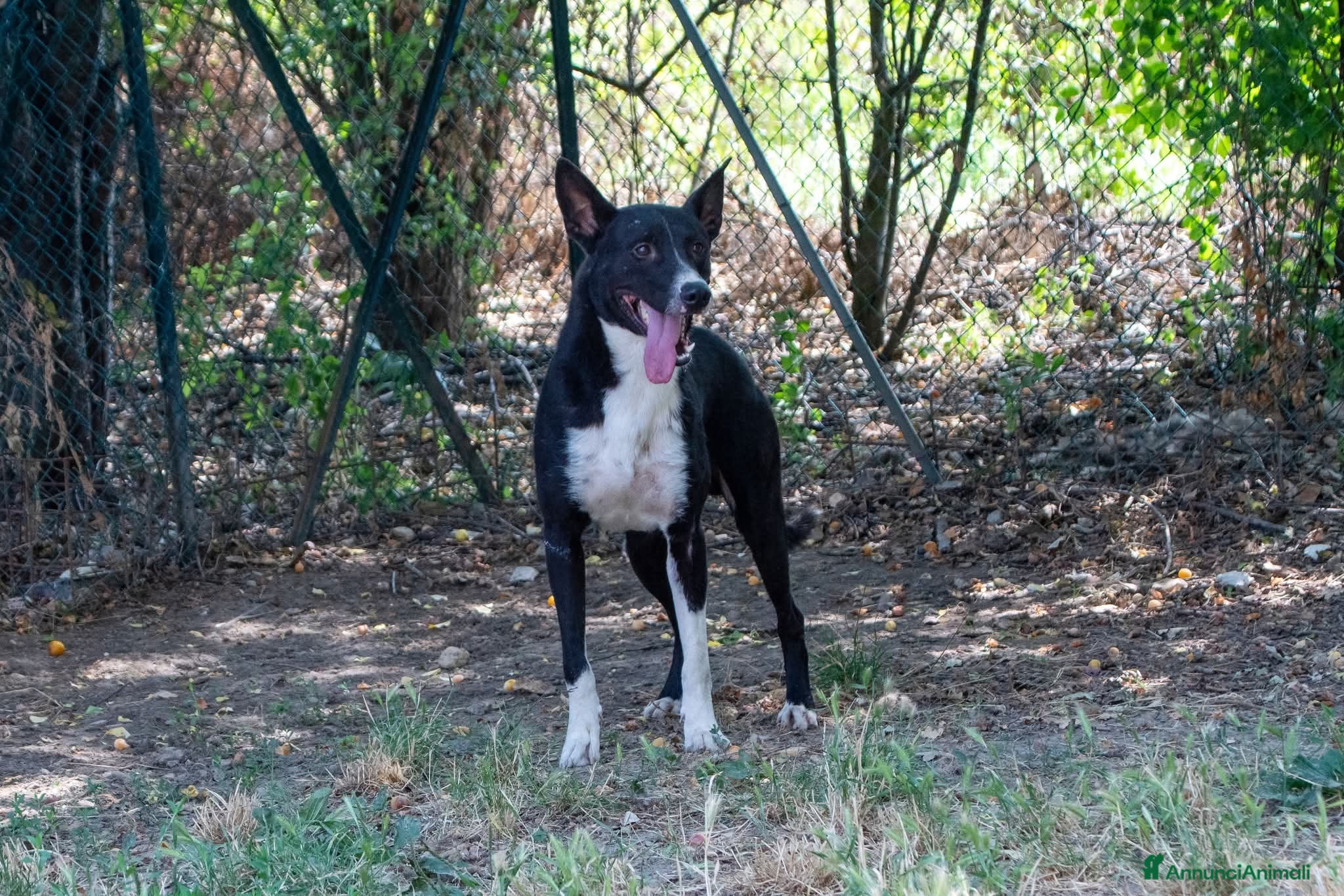 Meticcio cani Ringo, taglia media! (25kg) - Annuncio 30