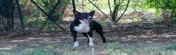 Meticcio cani in regalo: Ringo, taglia media! (25kg) - Annuncio 1