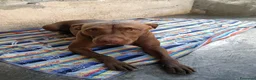 Pitbull cani in regalo: Meraviglioso Red nose - Annuncio 3