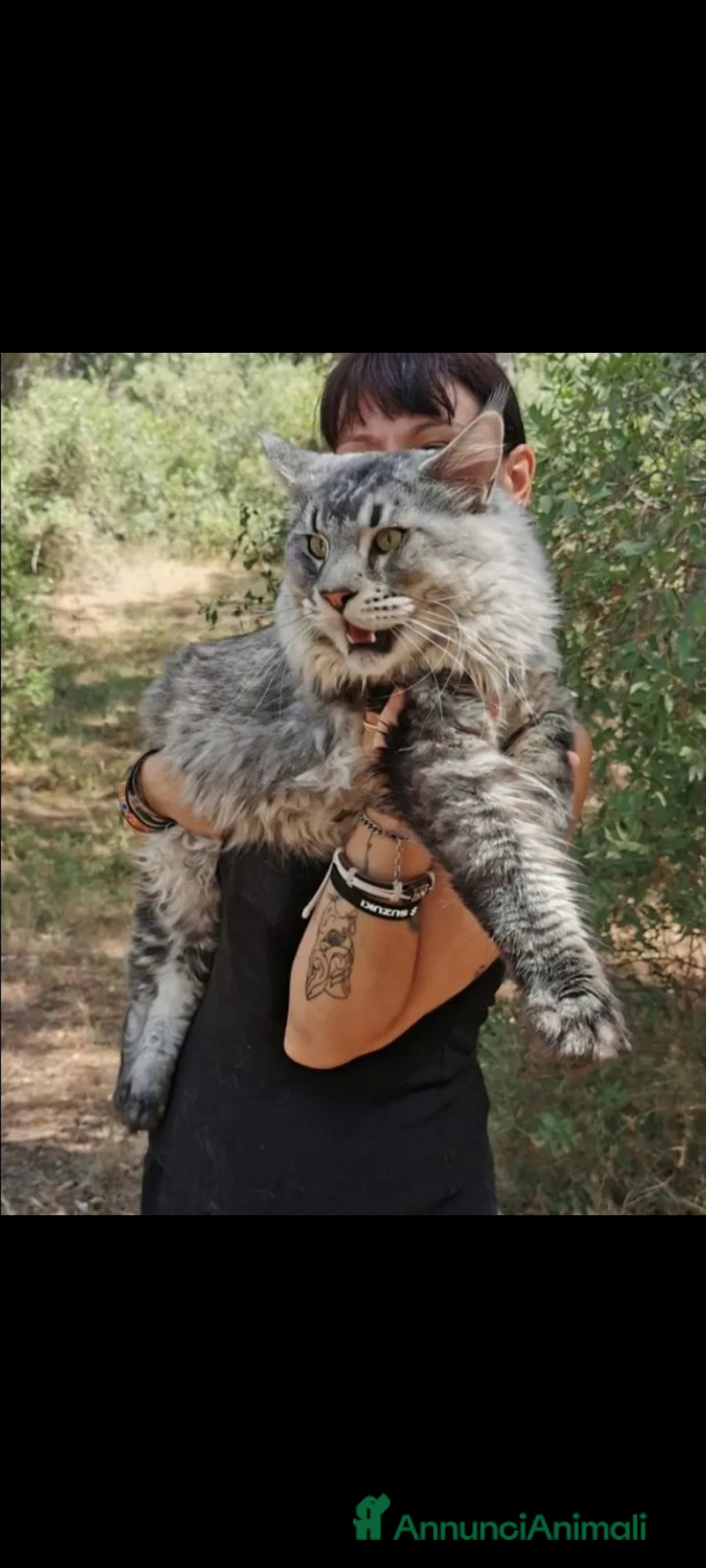 Maine Coon gatti per accoppiamento: Maine Coon disponibile per monta a Provincia di Brescia - Immagine 3