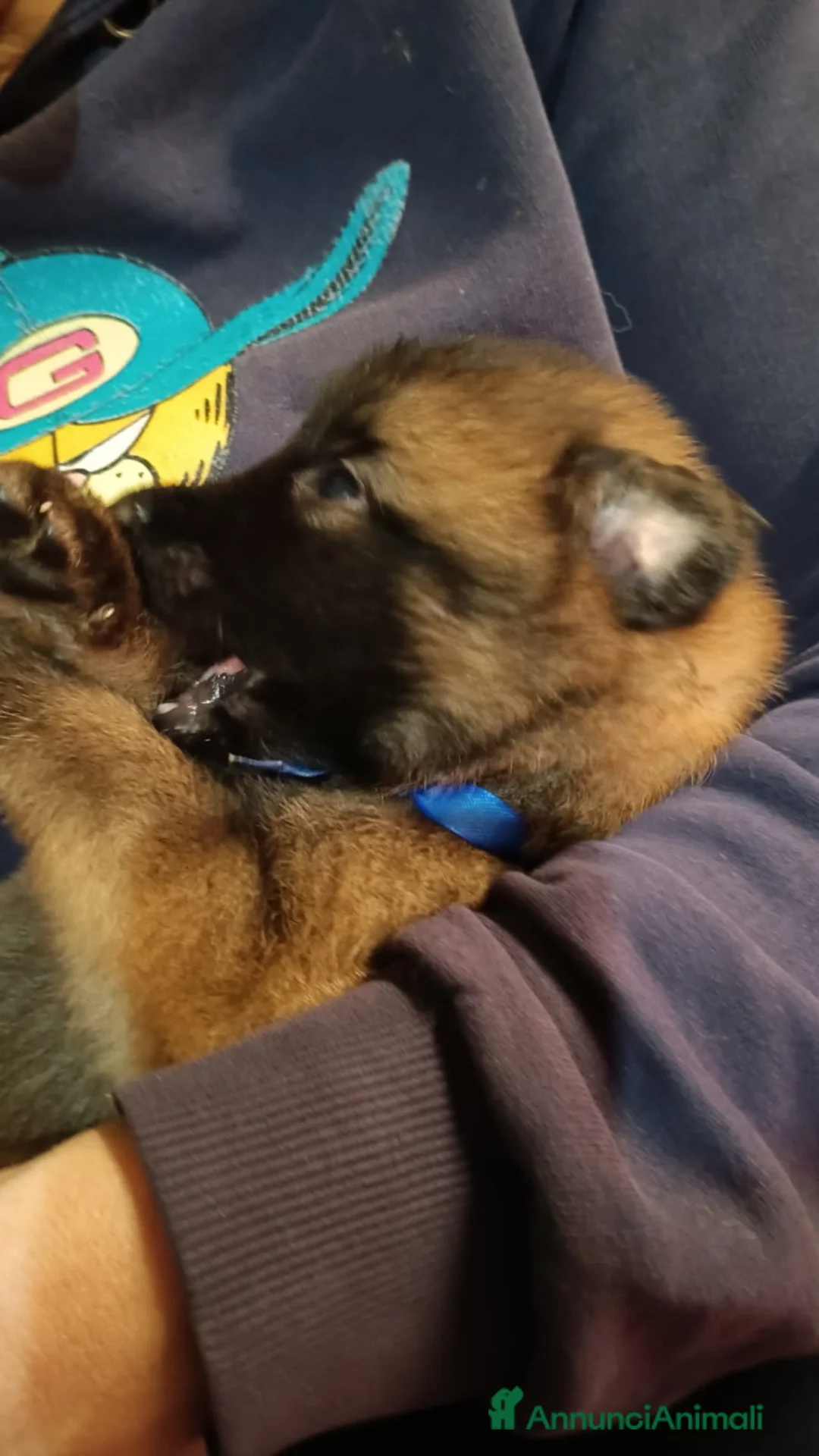 Pastore Belga cani in vendita: Cucciolo di pastore belga tervueren  - Annuncio 3