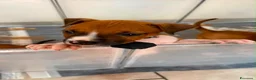 American Staffordshire cani in vendita: Cuccioli di Amstaff  - Annuncio 8