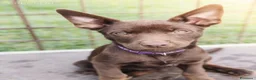 Australian Kelpie cani in vendita: Cuccioli Australian Kelpie  a Provincia di Siena - Annuncio 29
