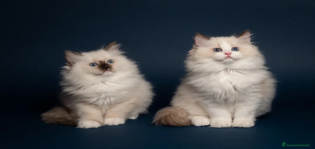 Immagine della galleria {{count}}